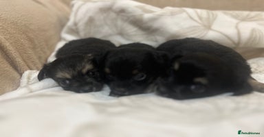 Chihuahua dogs - Advert 9