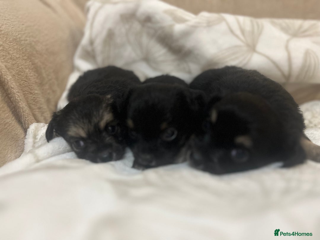 Chihuahua dogs for sale: 6 adorable chihuahuas - Image 3