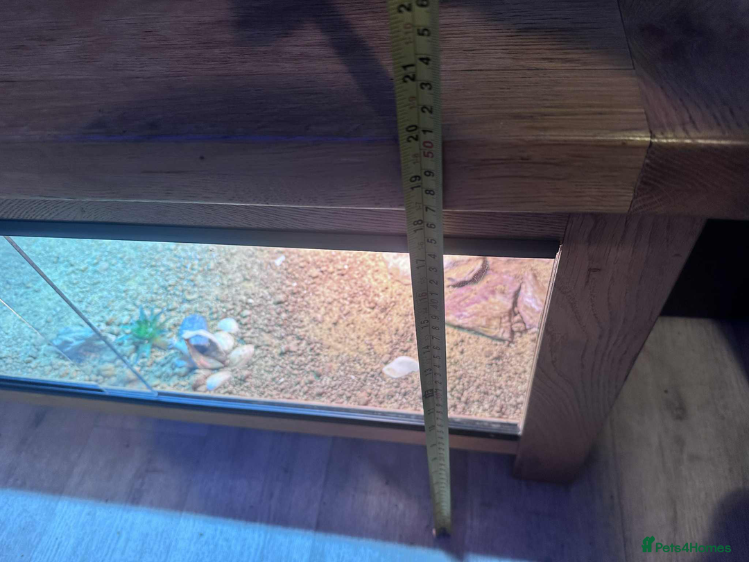 Leopard Gecko reptiles for sale: leopard gecko 5 years old - Advert 10