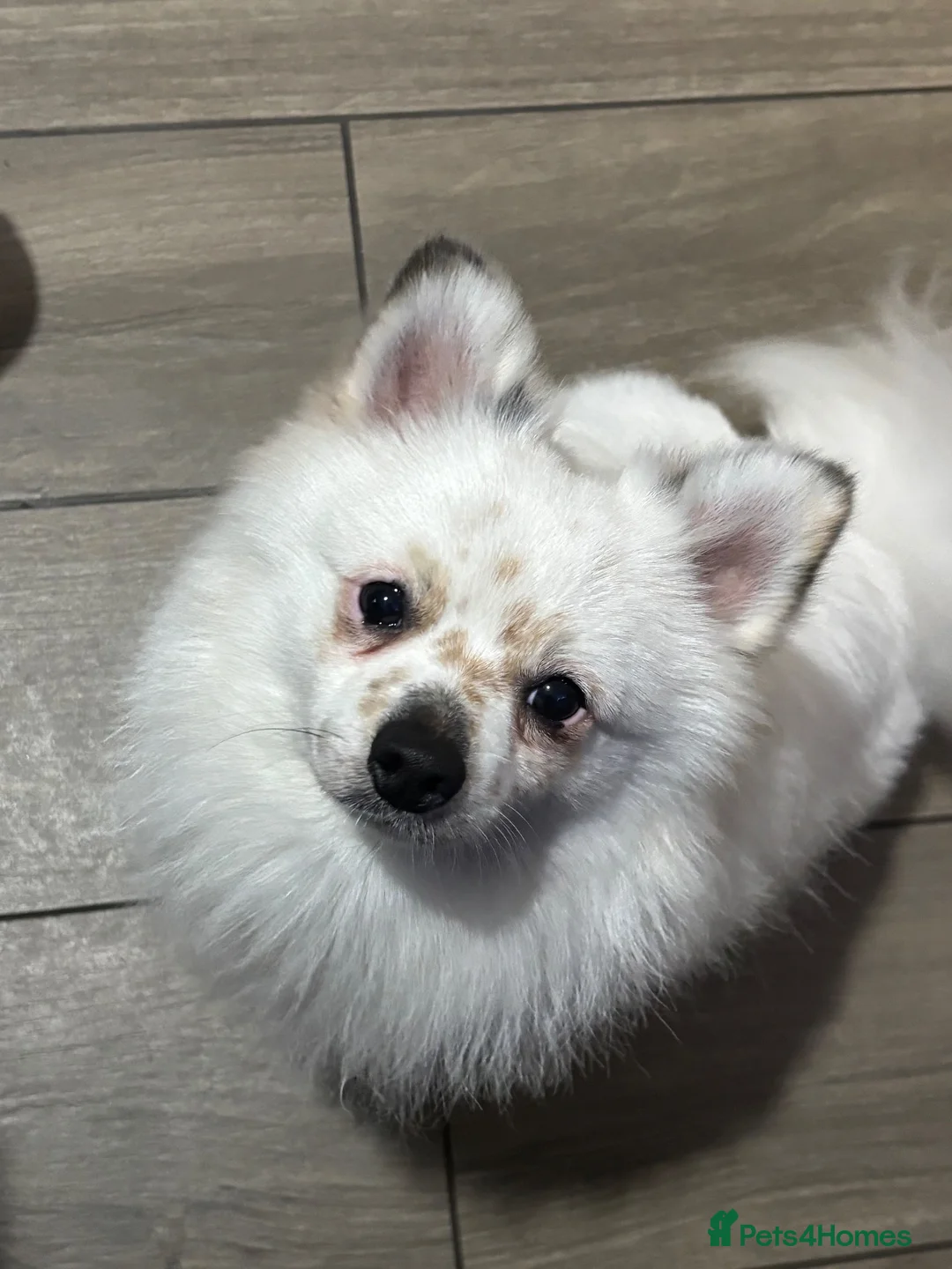 Pomeranian dogs for stud: STUD. Male pomeranian available for stud - Advert 7