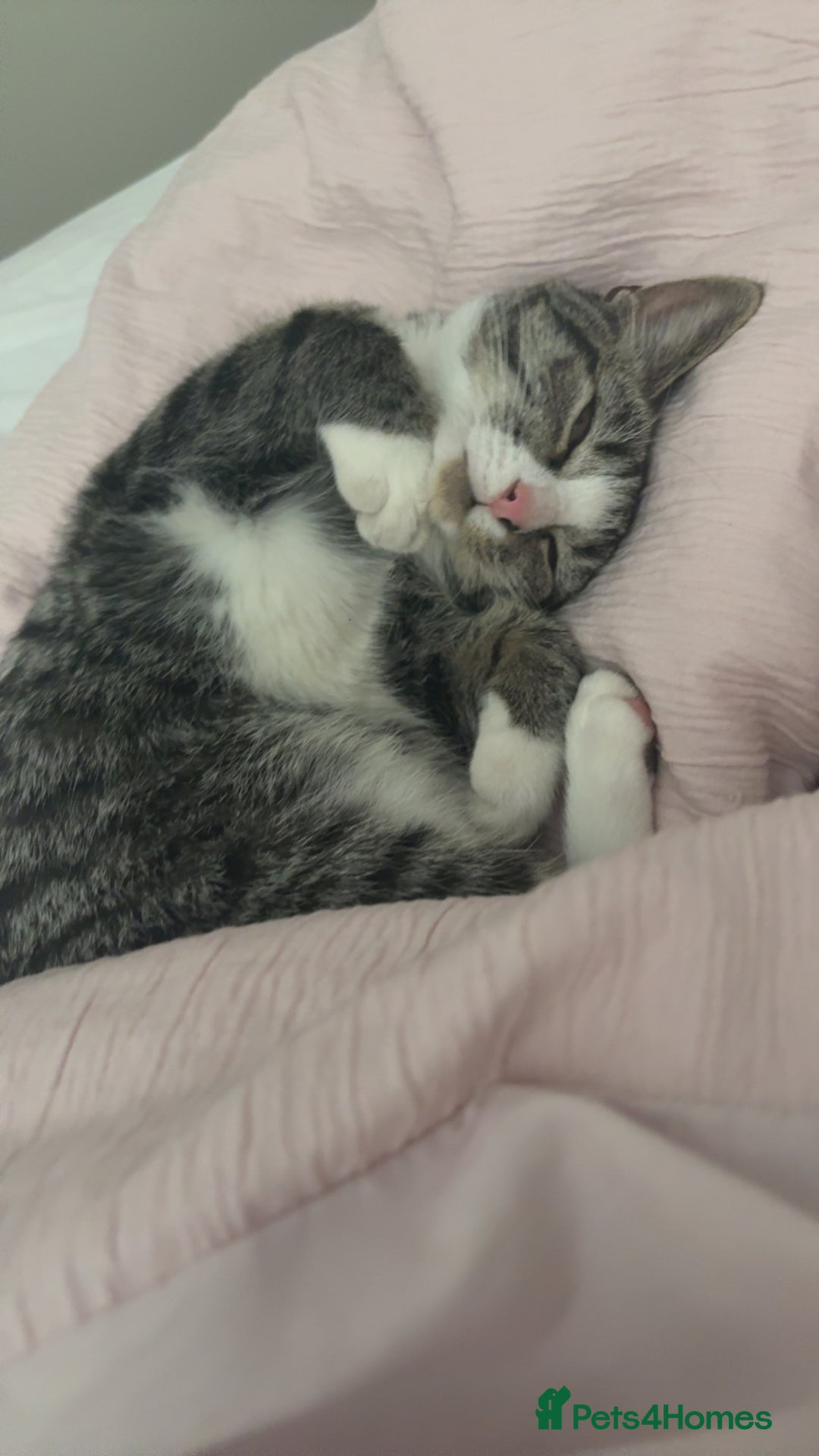 Domestic Shorthair cats for adoption: Dolcie  - Advert 3