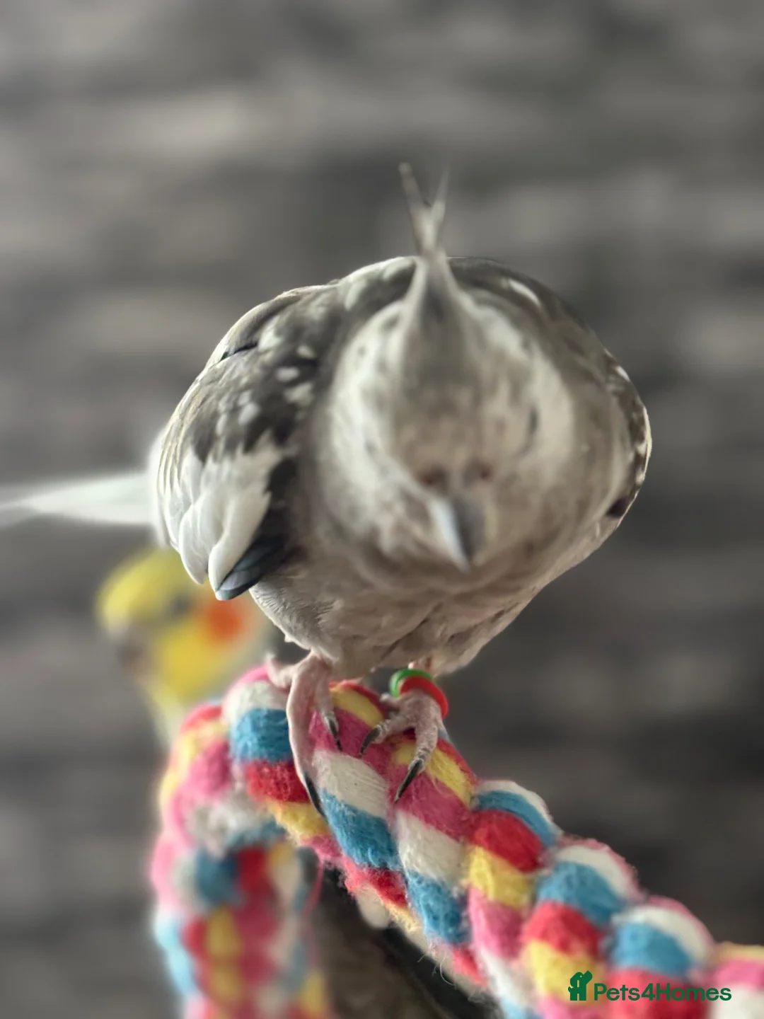 Cockatiels birds for sale: Bonded pair cockatiels - Advert 2