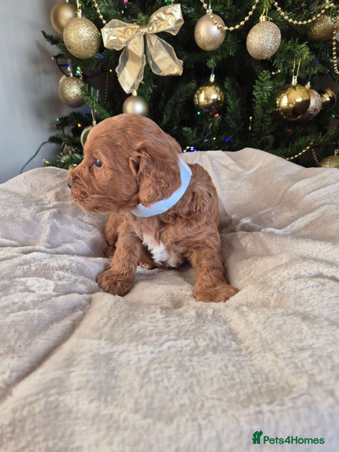 Cockapoo dogs for sale: Charmila Quality F1 Cockapoos  - Advert 4