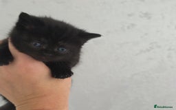 British Shorthair cats for sale: NICE BLACK KITTENS LOOKING FOR NEW HOME  - Image 15