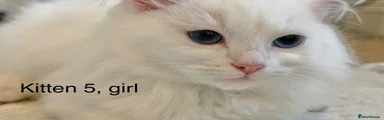 Siberian 5