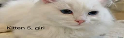 Siberian cats for sale: Beautiful Blue-Eyed Siberian Kittens - Advert 15