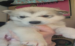 Alaskan Malamute dogs for sale: 3/4 Alaskan Malamute 1/4 Husky - Image 3