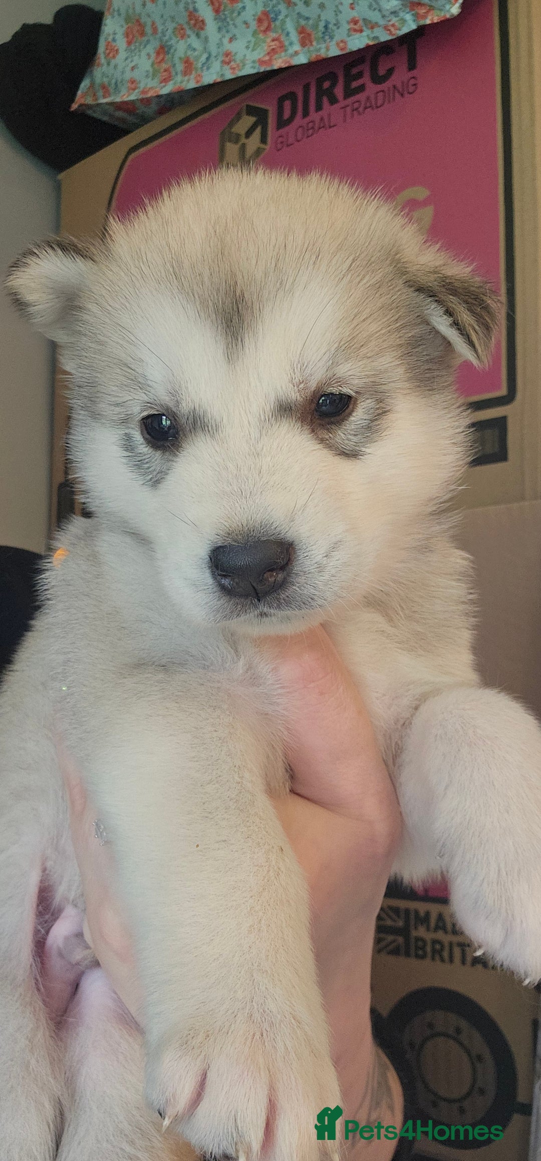 Alaskan Malamute dogs for sale: 3/4 Alaskan Malamute 1/4 Husky - Image 3