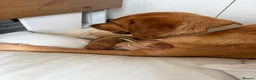 Labrador Retriever dogs for sale: Beautiful Red Fox Labrador Retriever Puppies - Advert 14