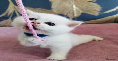 British Shorthair cats - Advert 3