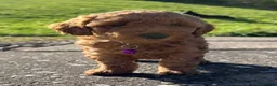 Poochon dogs for sale: 🐾 Beautiful Poochon Puppies – 4 Girls & 1 Boy 🐾 in Ruthin - Advert 20