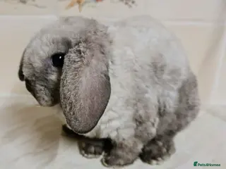 Mini Lop rabbits 3 mIni PLUSH lops ready 7/03. 2 BLUE EYED! - Advert 1