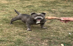 Staffordshire Bull Terrier dogs for sale: Staffordshire Bull terrier  in Birmingham - Image 2