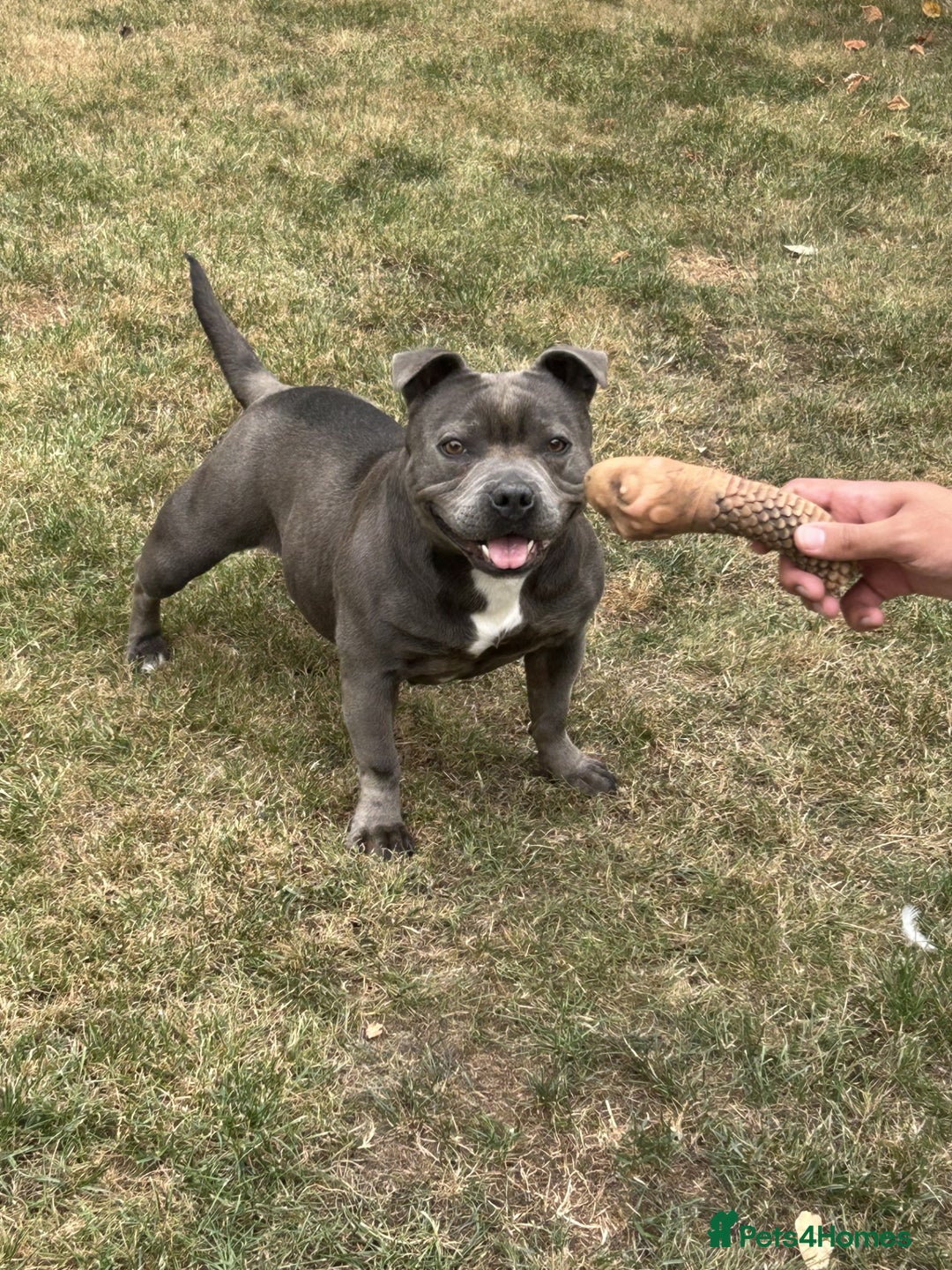 Staffordshire Bull Terrier dogs for sale: Staffordshire Bull terrier  in Birmingham - Image 2