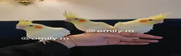 Cockatiels birds for sale: (Only One Left) Silly Tame Hand Reared Babies  - Advert 3