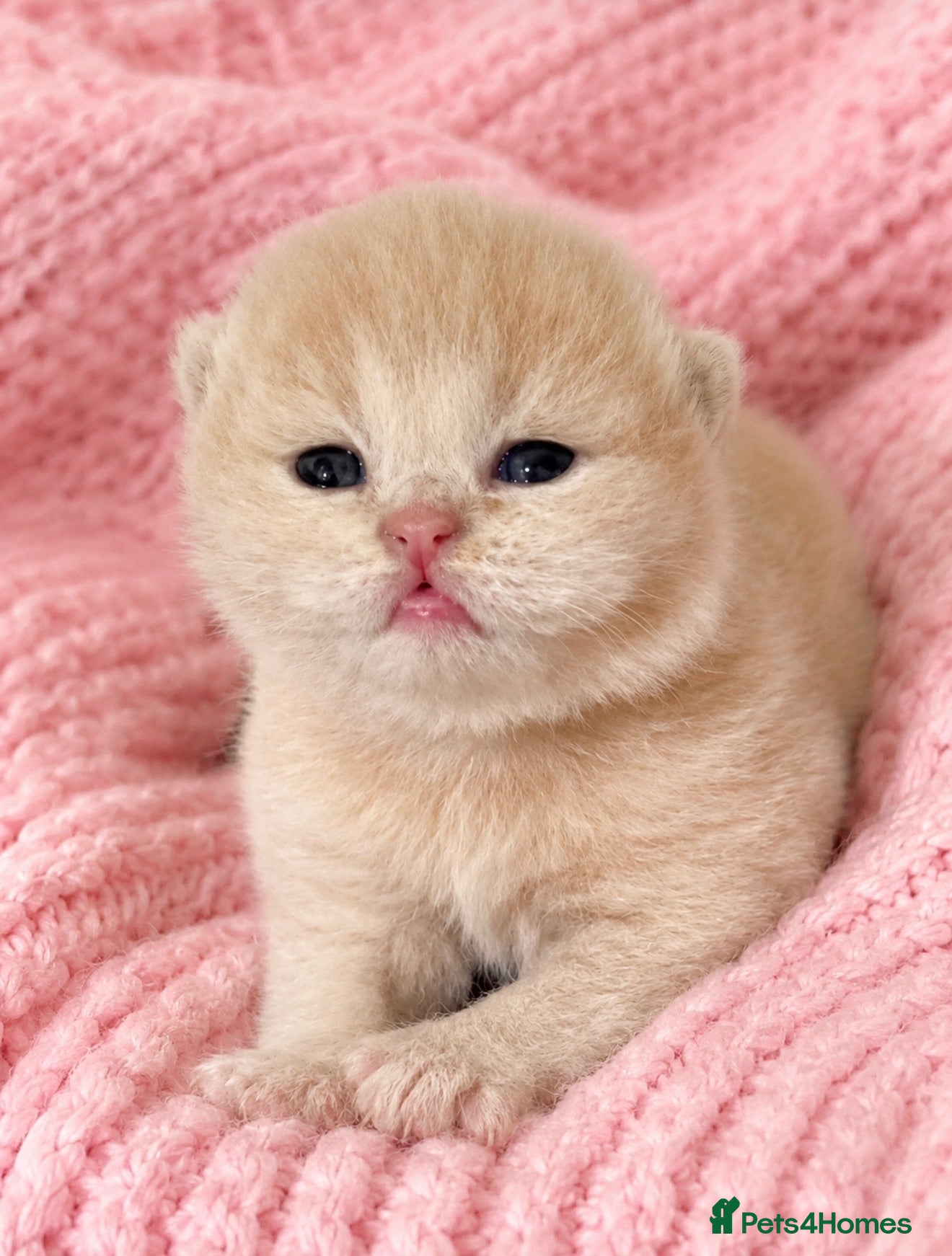 British Shorthair cats Exceptional Champion GCCF British shorthair kitten - Advert 1
