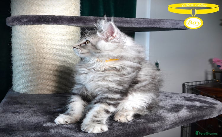 Maine Coon cats - Advert 3