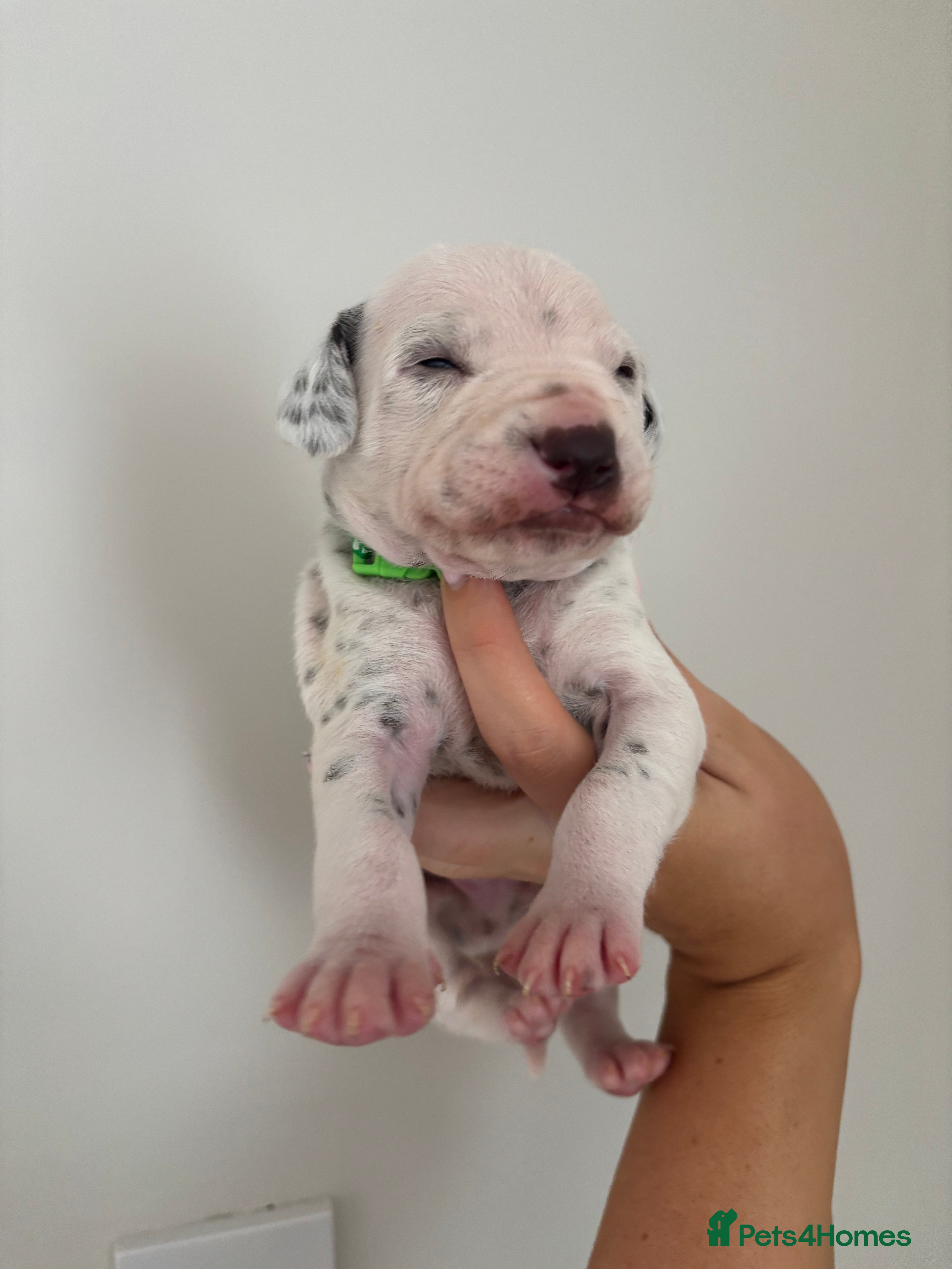 Dalmatian dogs KEEKEEDALS. Est 14yrs.  - Advert 2