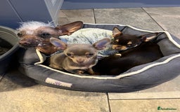 Chinese Crested dogs for stud: Chinese crested  - Advert 2