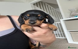 Dachshund dogs for sale: Miniature dachshund puppies  - Image 5