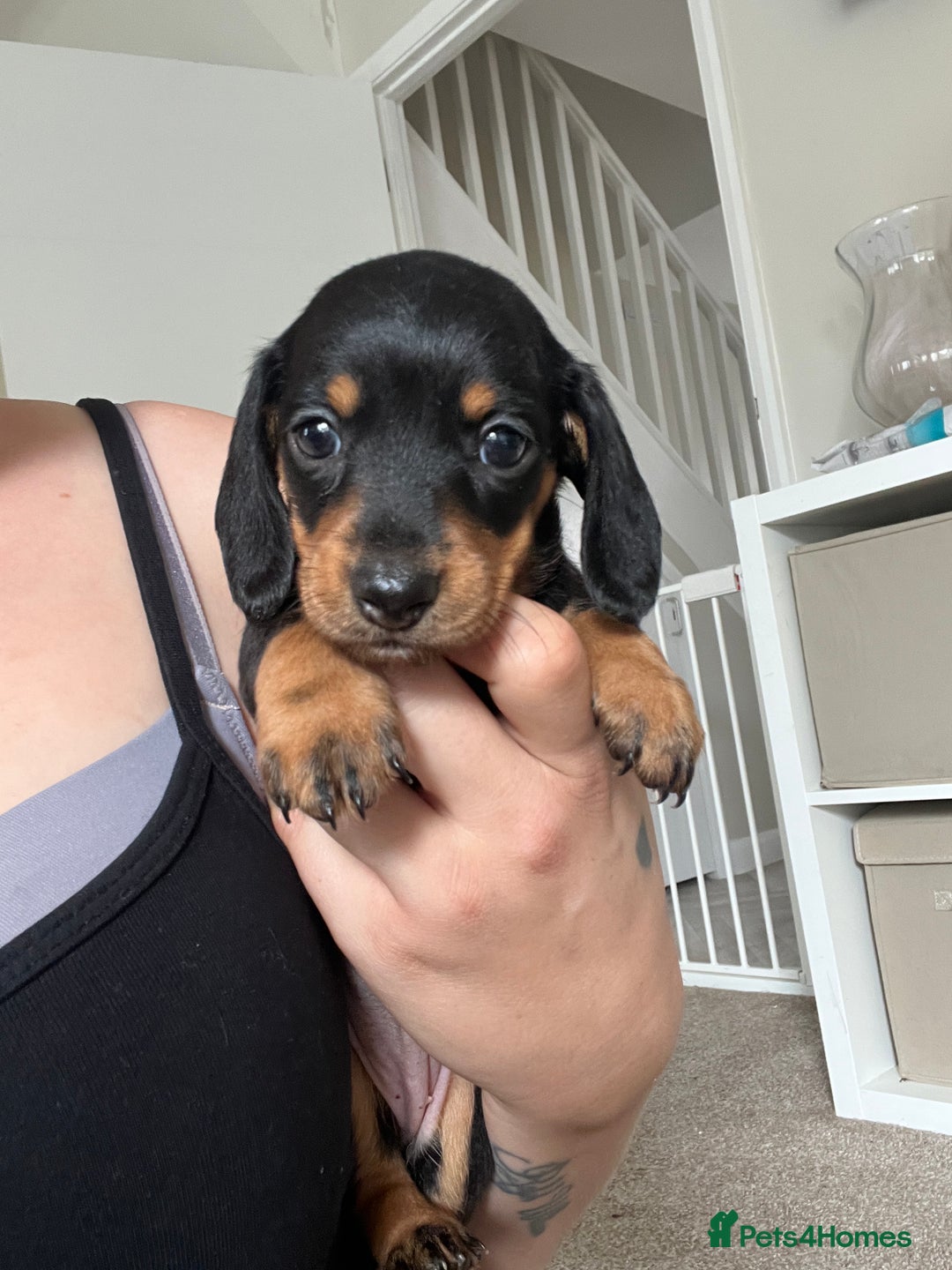Dachshund dogs for sale: Miniature dachshund puppies  - Image 5
