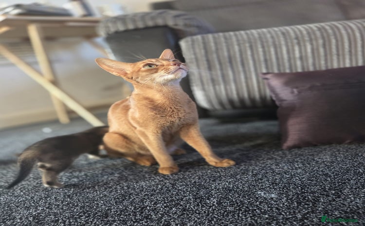Abyssinian cats - Advert 3