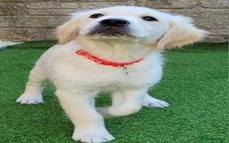 Golden Retriever dogs for sale: READY NOW Stunning Golden Retriever PUPPIES-3 LEFT - Image 17