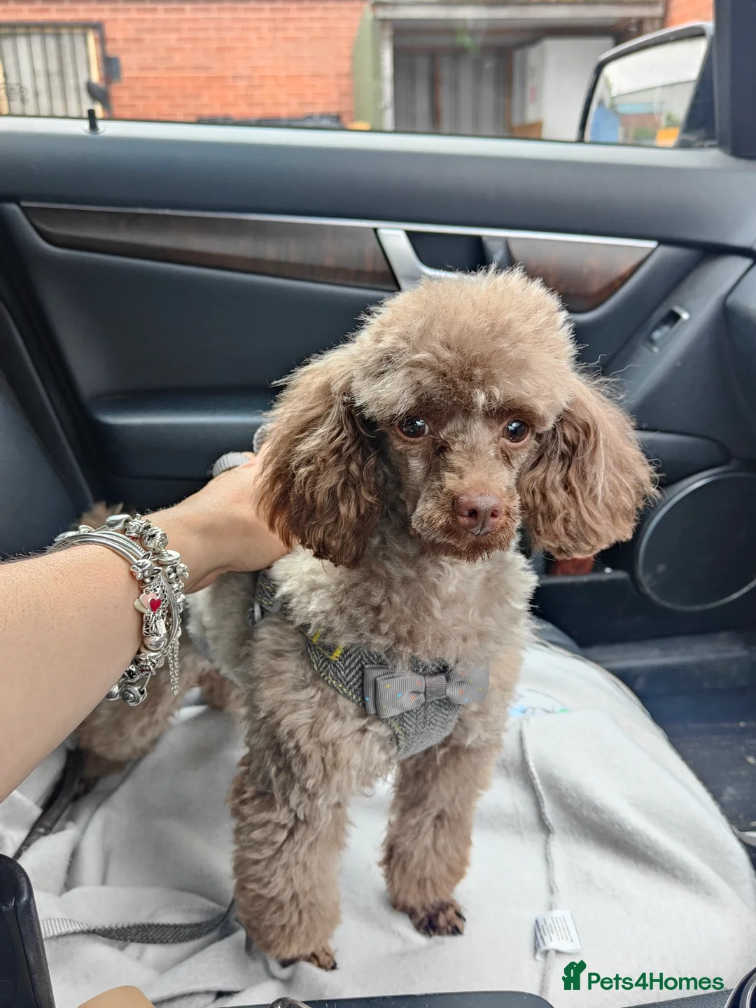 Toy Poodle dogs for stud: Stunning Chocolate Toy Poodle  in Stafford - Advert 20