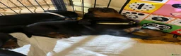 Dobermann dogs for sale: Pure European Doberman puppies - Advert 6