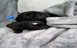 Pug dogs for sale: 2 adorable little boys  - Image 7