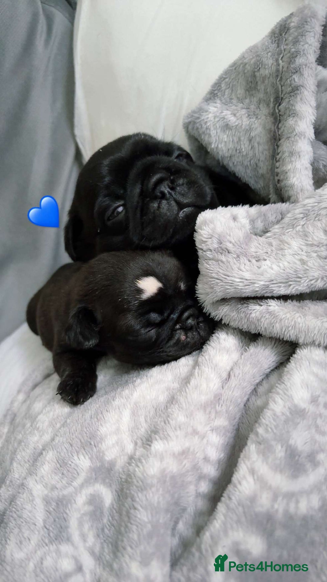 Pug dogs for sale: 2 adorable little boys  - Image 7