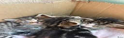 Mixed Breed cats for sale: Kittens for sale - Advert 2