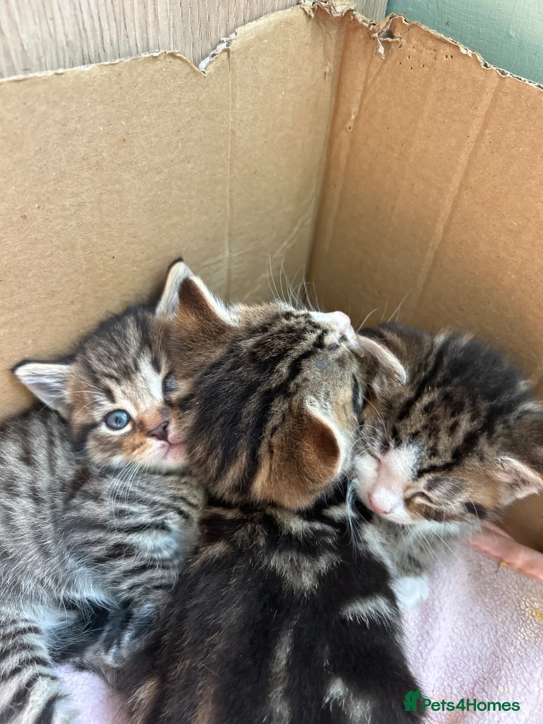 Mixed Breed cats for sale: Kittens for sale - Advert 2