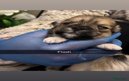 Lhasa Apso dogs for sale: 4 stunning pedigree Lhasa apsos for sale  - Image 3