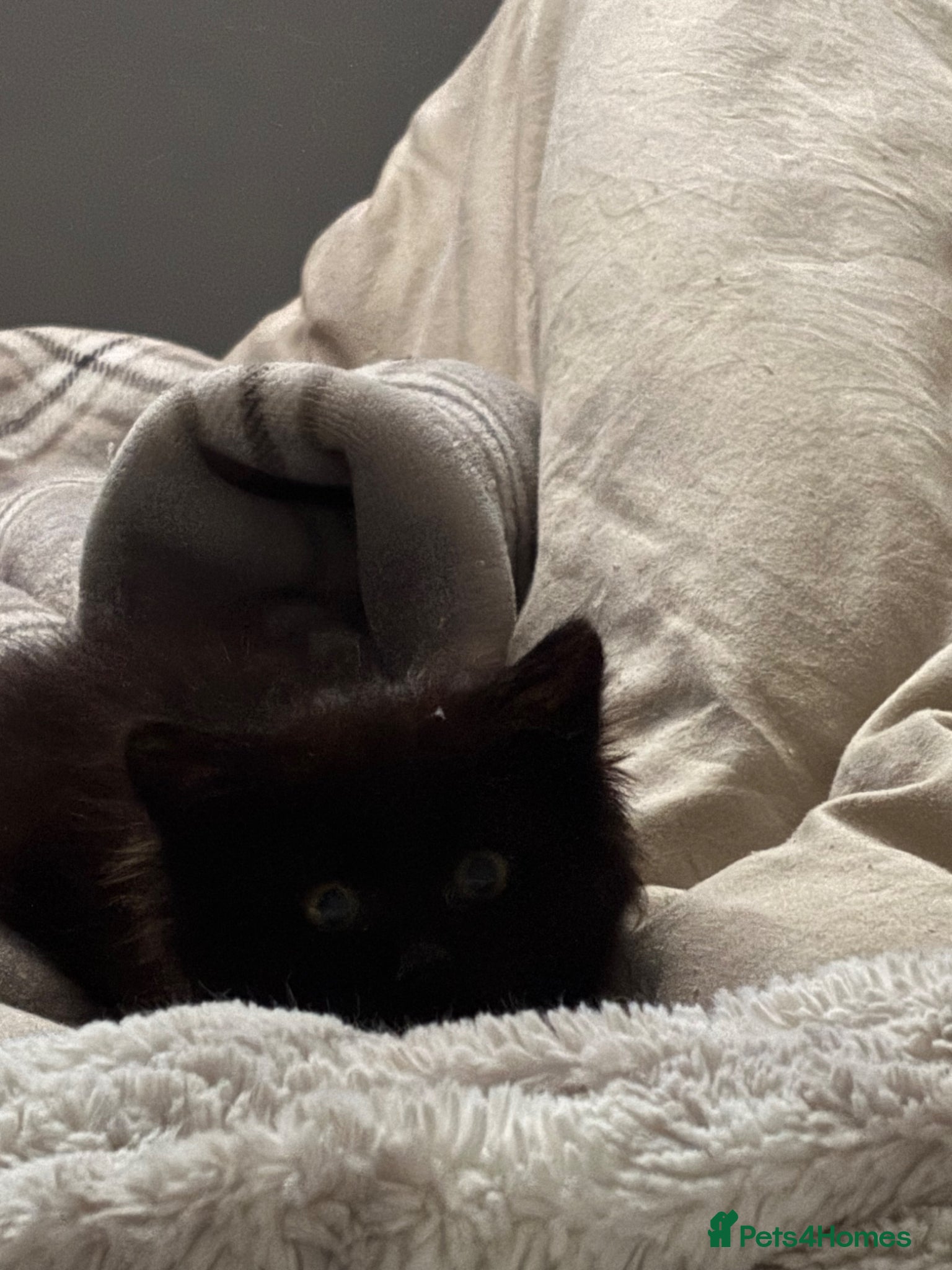 Mixed Breed cats Help needed for this rescue kitten - Advert 1