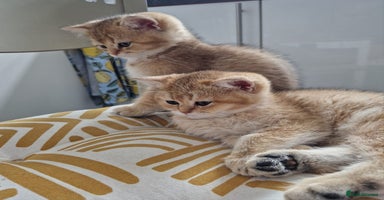 British Shorthair cats in London - Advert 5