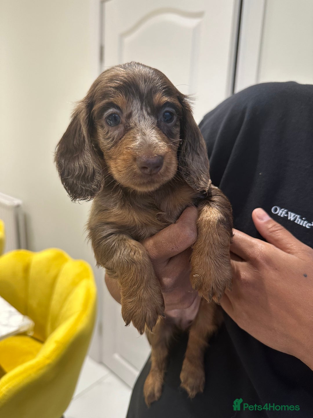 Miniature Dachshund dogs for sale: 8 Quality dachshunds fluffy and smooth for sale** - Image 6