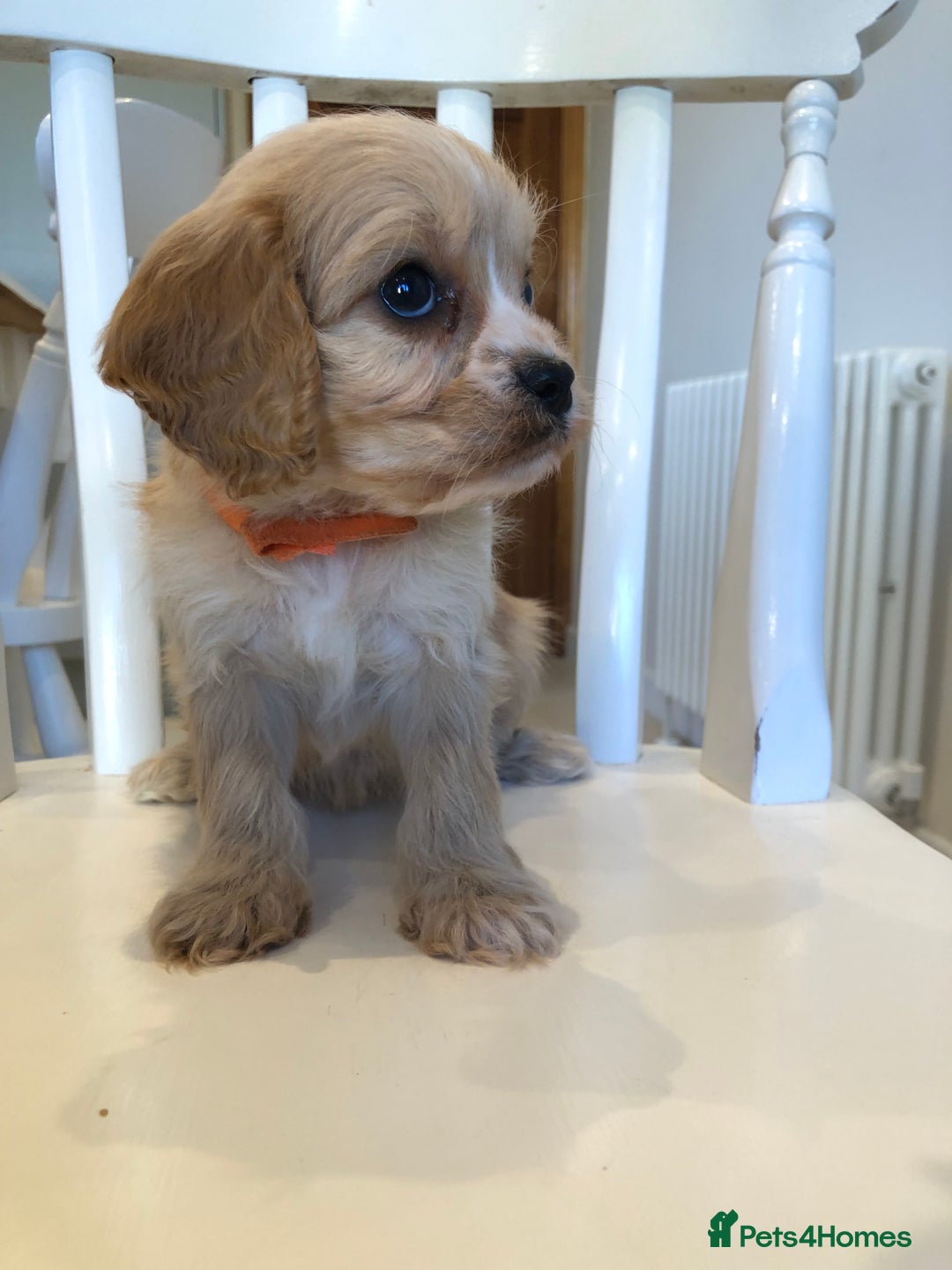 Cavapoo dogs for sale: Adorable Cavapoo Puppies  - Advert 10