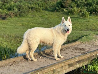 German Shepherd dogs Proven Shepherd Dog Male at Stud (Long Haired) - Advert 13