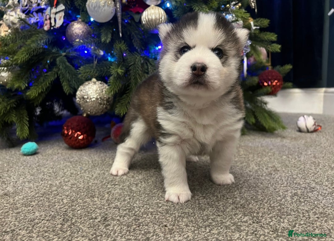 Pomsky dogs for sale: One stunning girl pomsky pup left - ready 24/12 - Advert 8