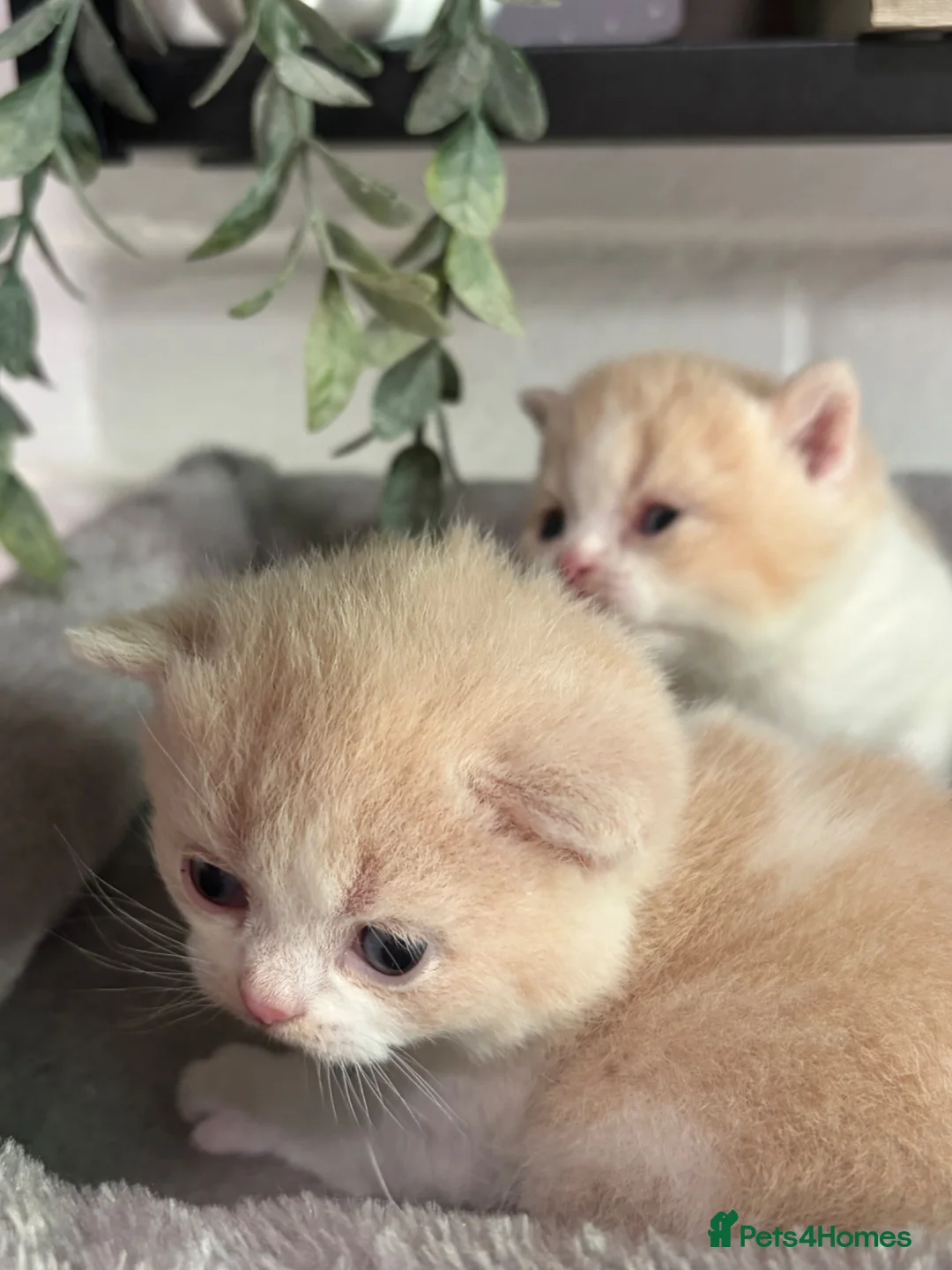 British Shorthair cats for sale: TICA registered BSH kittens  - Advert 15