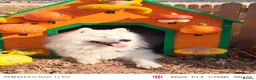 Samoyed dogs for stud: KC Registered Samoyed Male Available for Stud - Advert 5