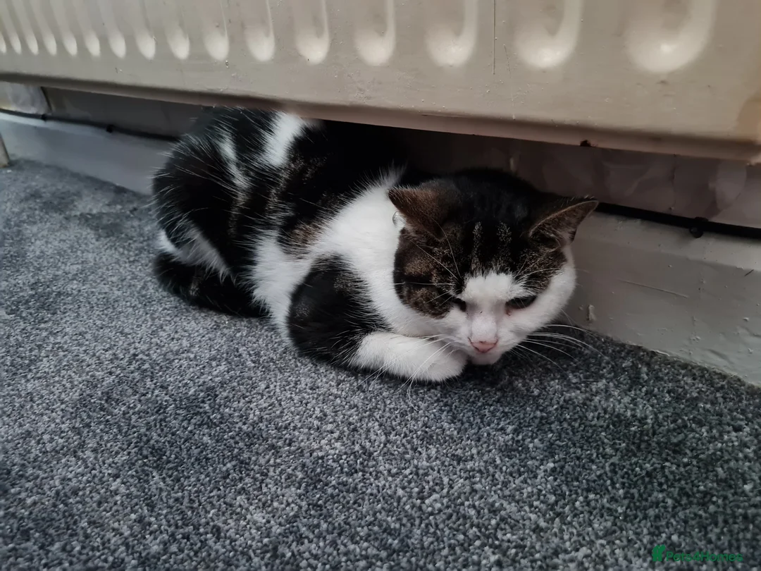 Mixed Breed cats for sale: Looking for loving home  - Advert 3