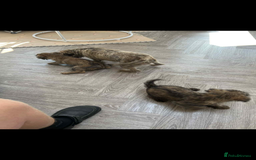 Cairn Terrier dogs for sale: Cairn terrier puppies  - Image 14
