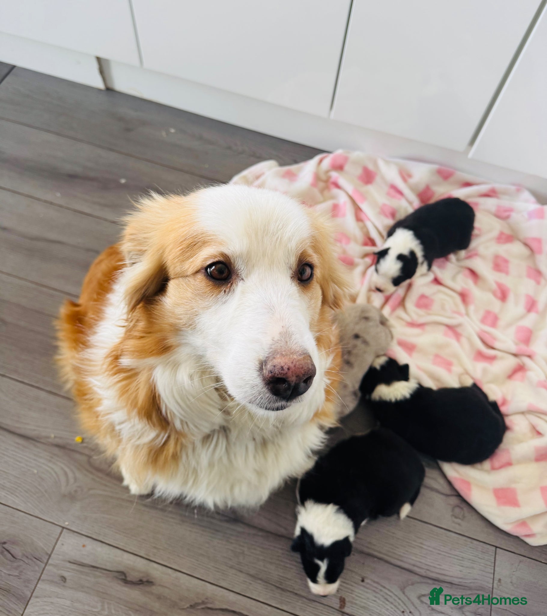 Border Collie dogs (KC reg pending) Border Collie Puppies For Sale - Advert 2