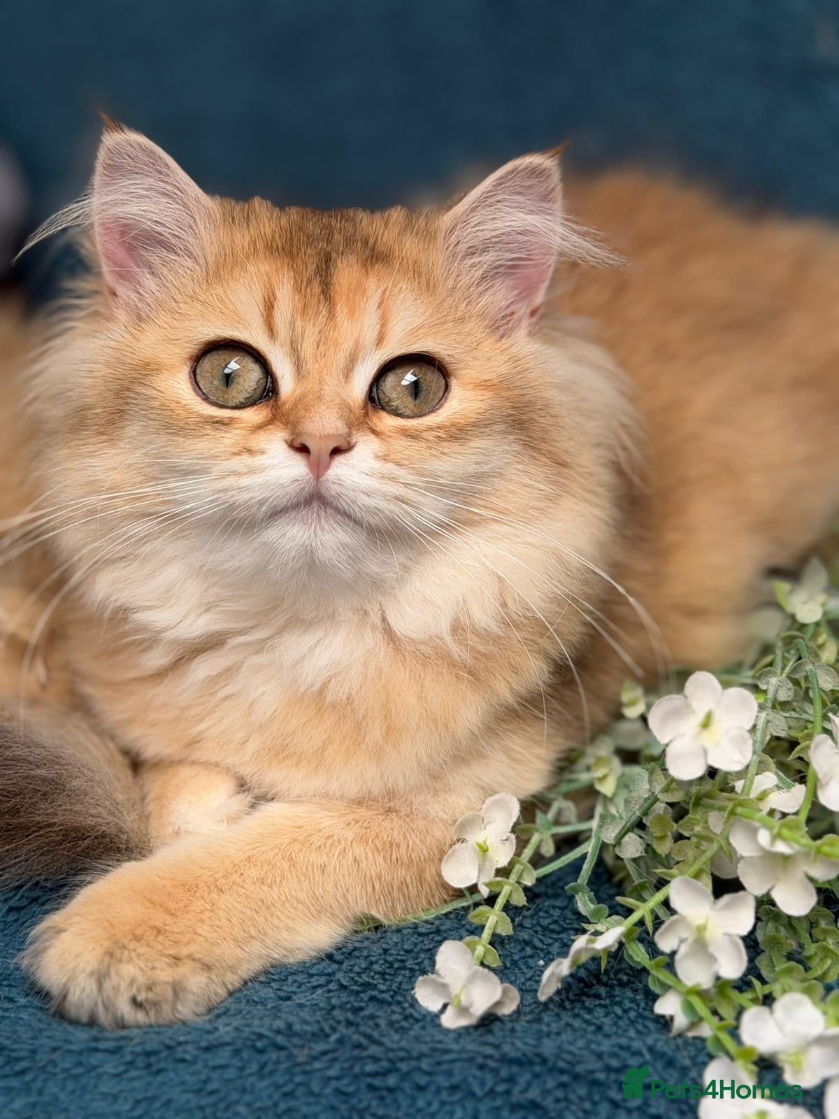 British Longhair cats for sale: ✨TICA REGISTERED GOLDEN LONGHAIR KITTENS✨ - Advert 4