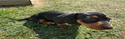 Miniature Dachshund dogs for sale: Miniature Dachshund Puppies - Stunning Litter in Nottingham - Advert 14