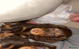 Dachshund dogs for sale: Mini long and smooth hair dachshund puppies  - Image 20