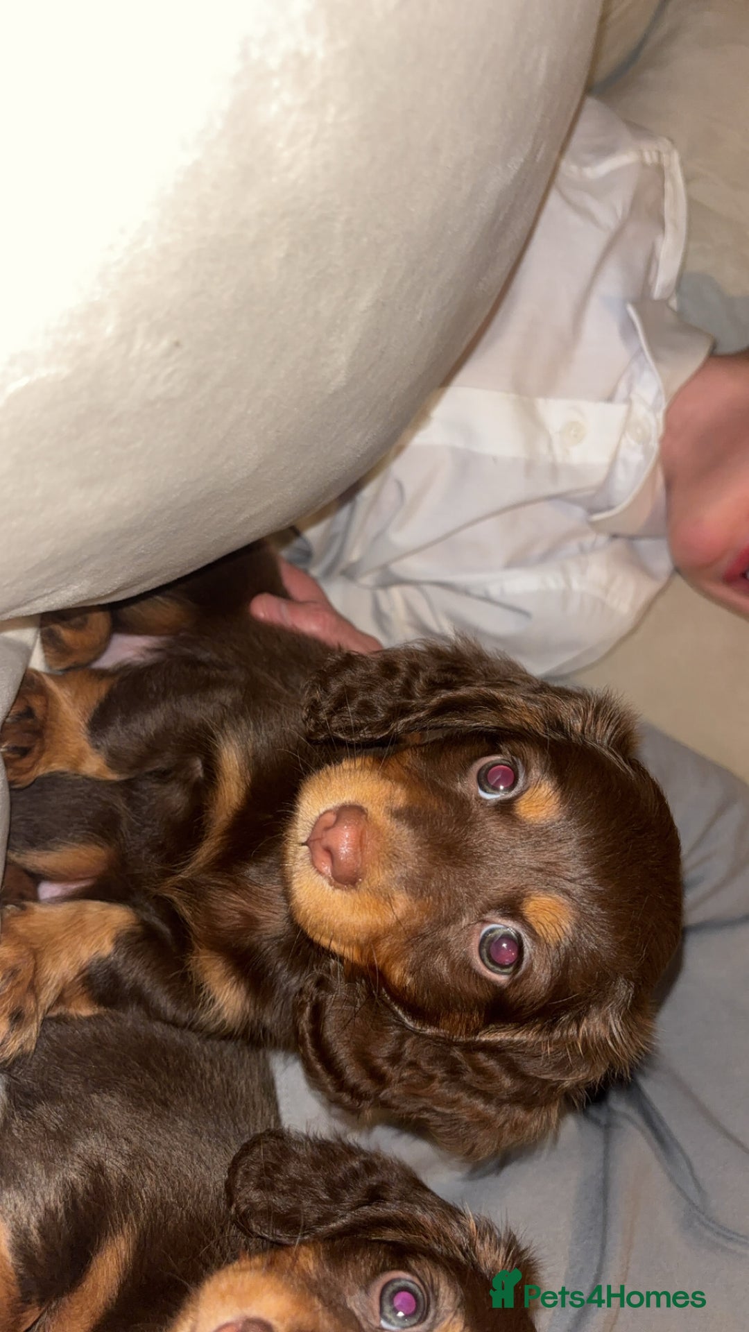 Dachshund dogs for sale: Mini long and smooth hair dachshund puppies  - Image 20
