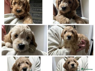Goldendoodle dogs F1 Mini goldendoodles *ready to go* - Advert 13